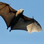 What does bat symbolize in the Bible?