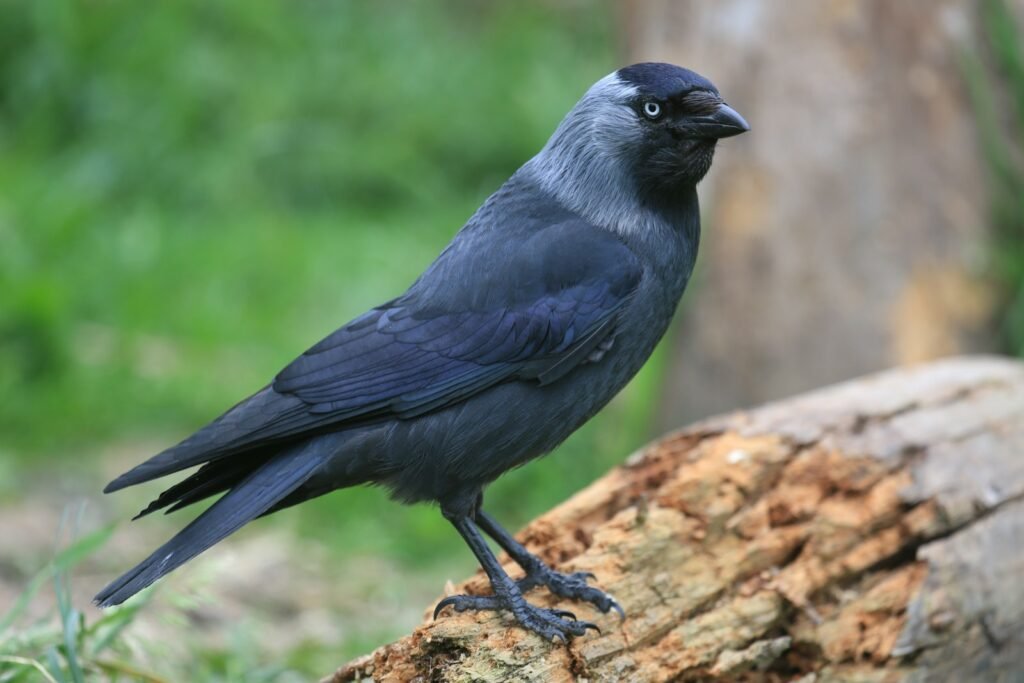 What does jackdaw symbolize in the Bible?