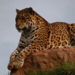 What does leopard symbolize in the Bible?