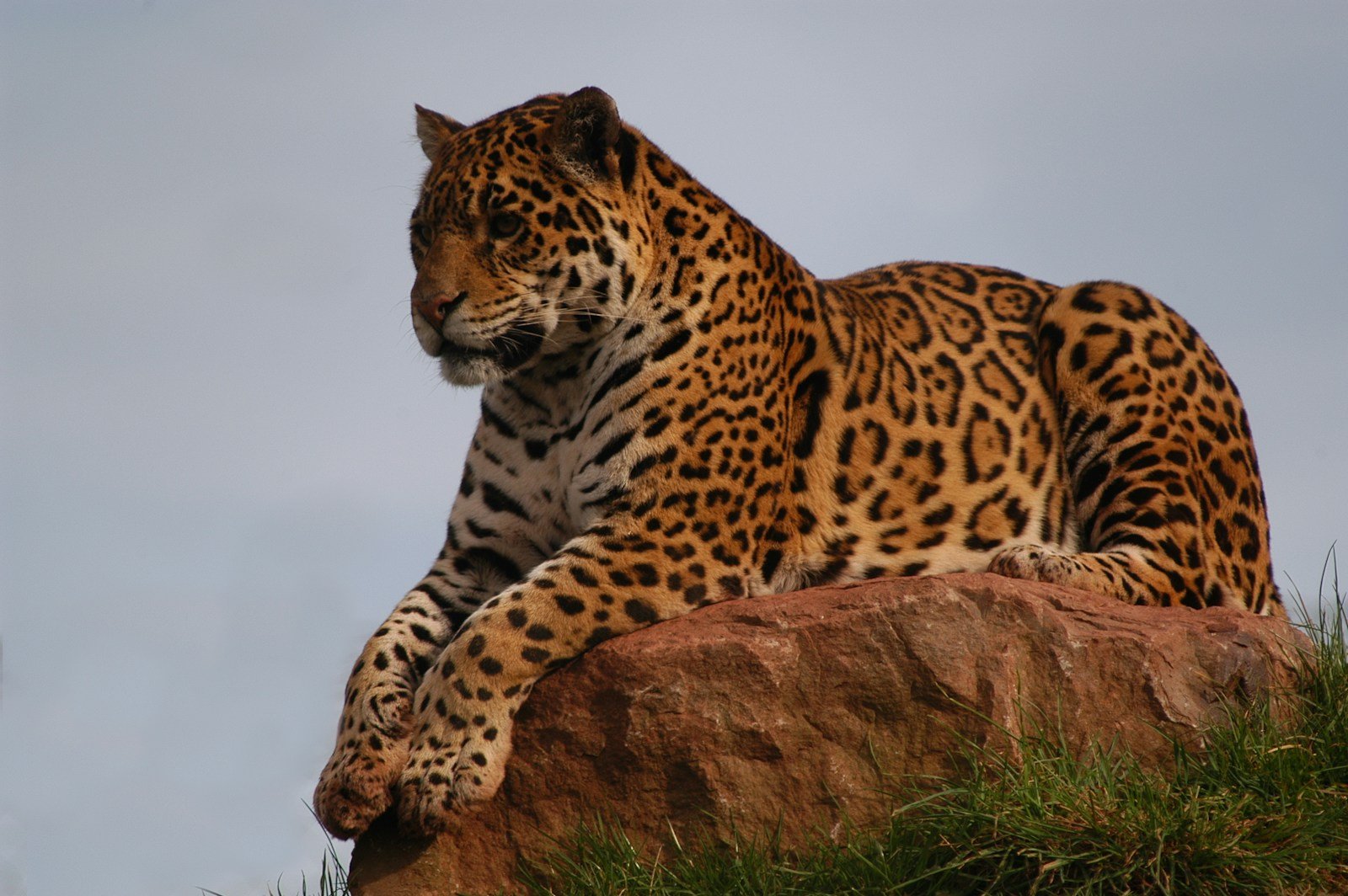 What does leopard symbolize in the Bible?