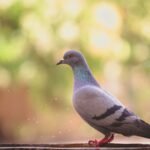 What does pigeon symbolize in the Bible?