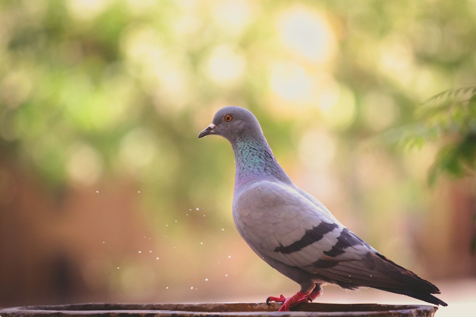 What does pigeon symbolize in the Bible?