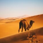 What does camel symbolize in the Bible?