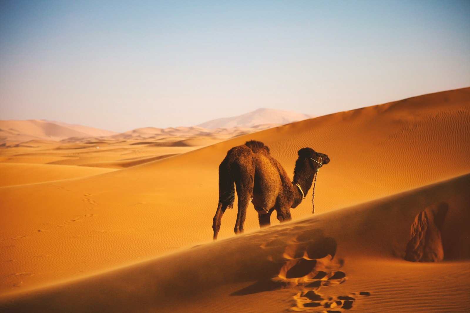 What does camel symbolize in the Bible?