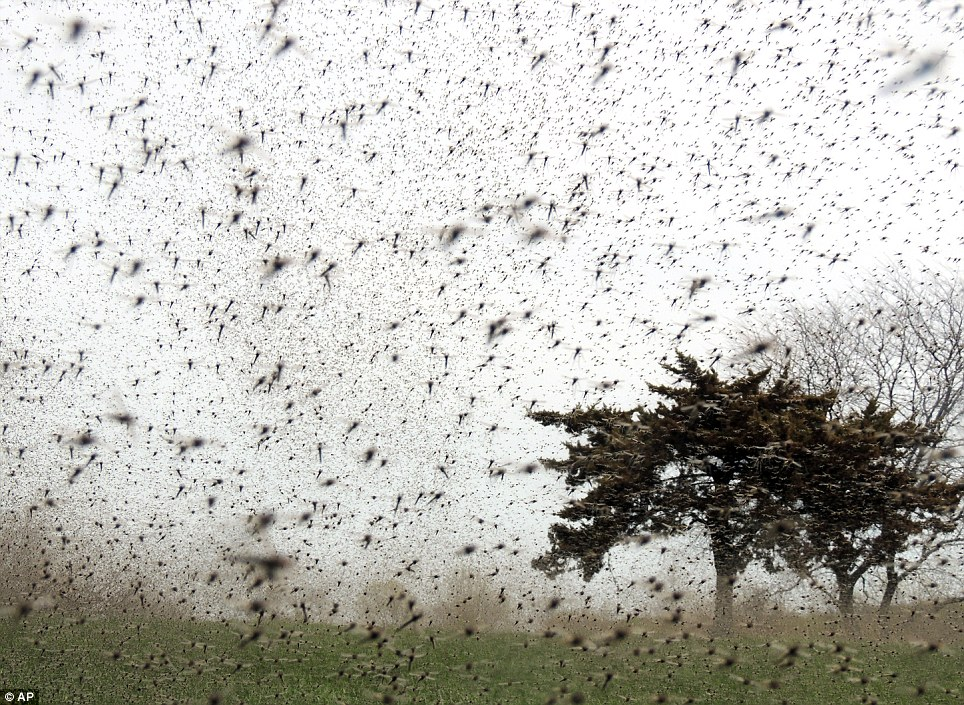 What do swarms of flies symbolize in the Bible?