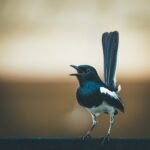 What does magpie symbolize in the Bible?