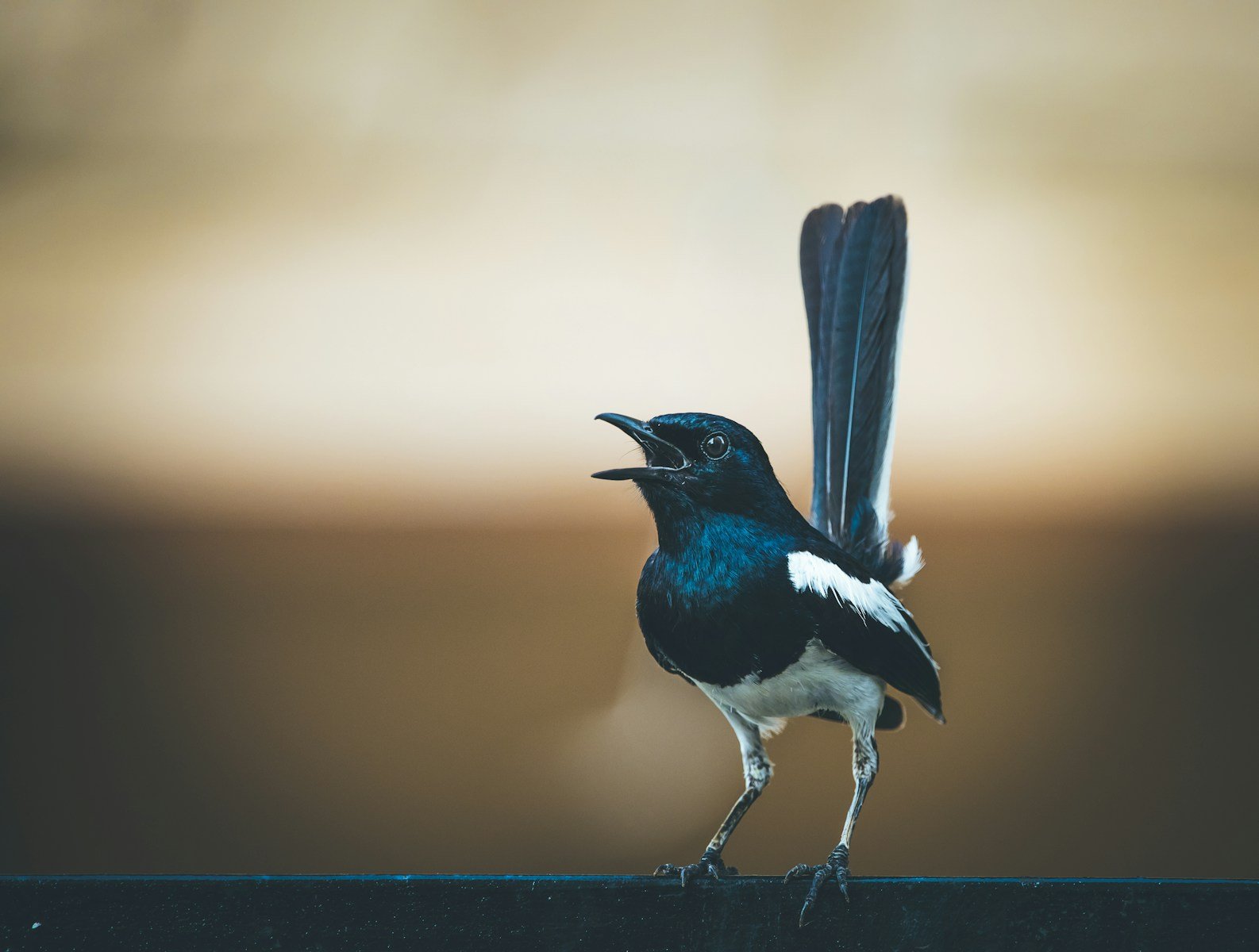 What does magpie symbolize in the Bible?