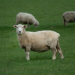 brown sheep on green lawn grasses at daytime - What does sheep symbolize in the Bible?