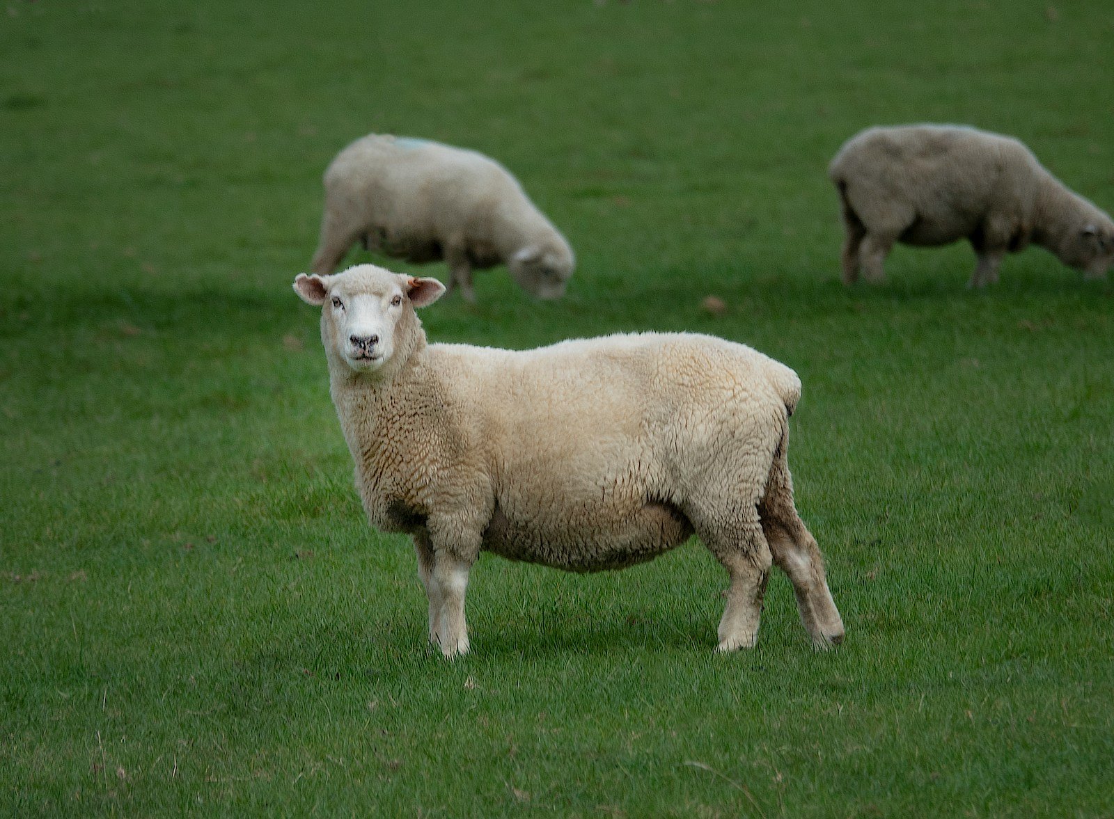 brown sheep on green lawn grasses at daytime - What does sheep symbolize in the Bible?