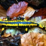 What does salamander symbolize in the Bible?