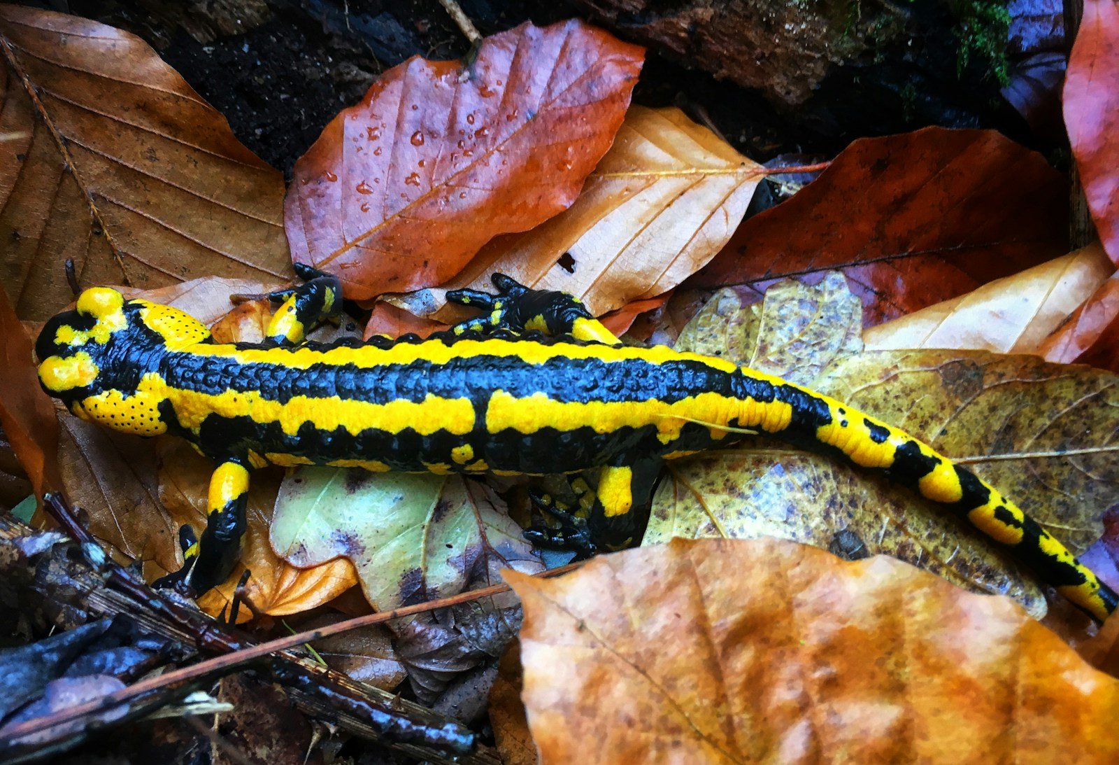 What does salamander symbolize in the Bible?