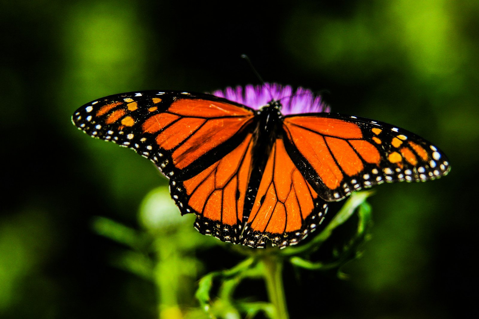 shallow focus orange and black butterfly - What does butterfly symbolize in the Bible?