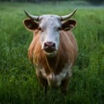 brown and white oxe standing at open field - What does ox symbolize in the Bible?