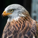 What does hawk symbolize in the Bible?