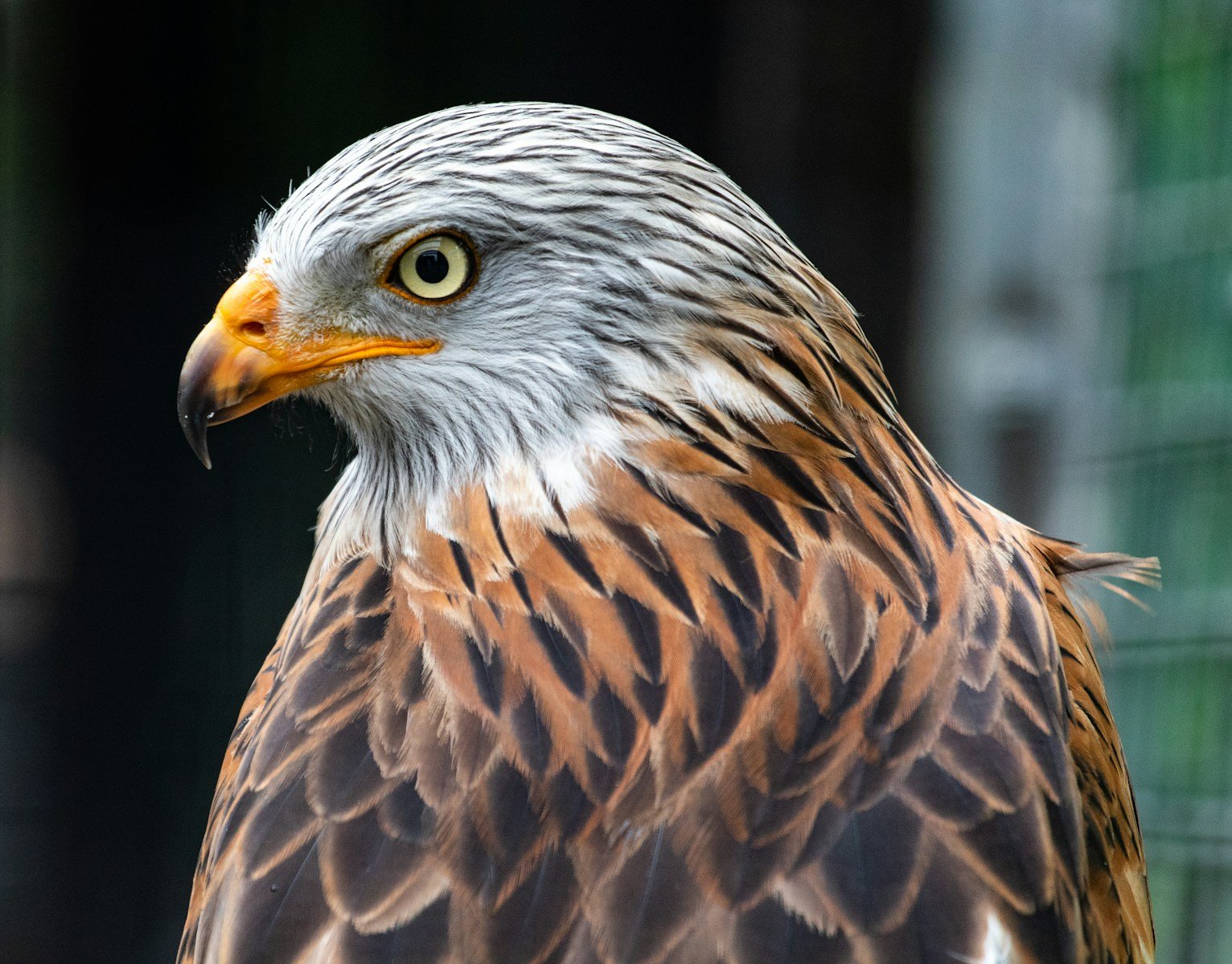 What does hawk symbolize in the Bible?