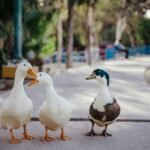 What does duck symbolize in the Bible?