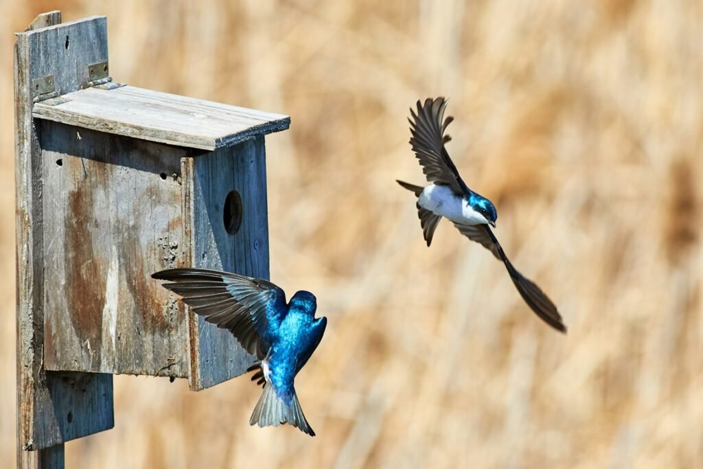 What does swallow symbolize in the Bible?