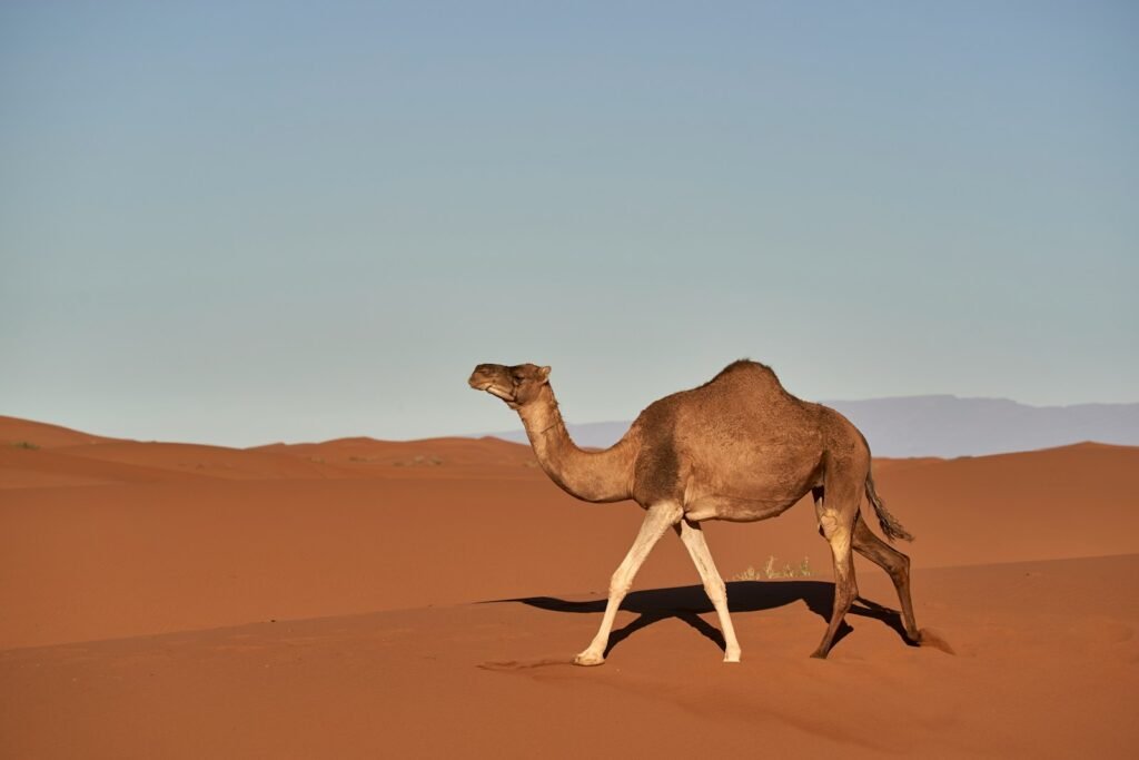 brown camel on brown sand during daytime - What does camel symbolize in the Bible?