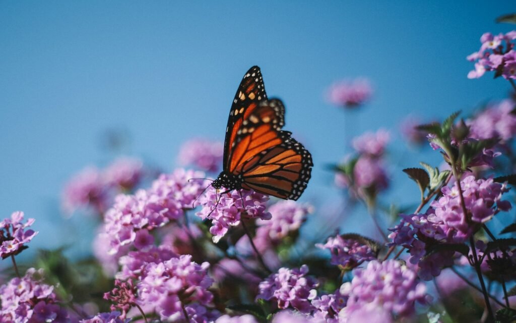 a butterfly sitting on top of a purple flower What does butterfly symbolize in the Bible?