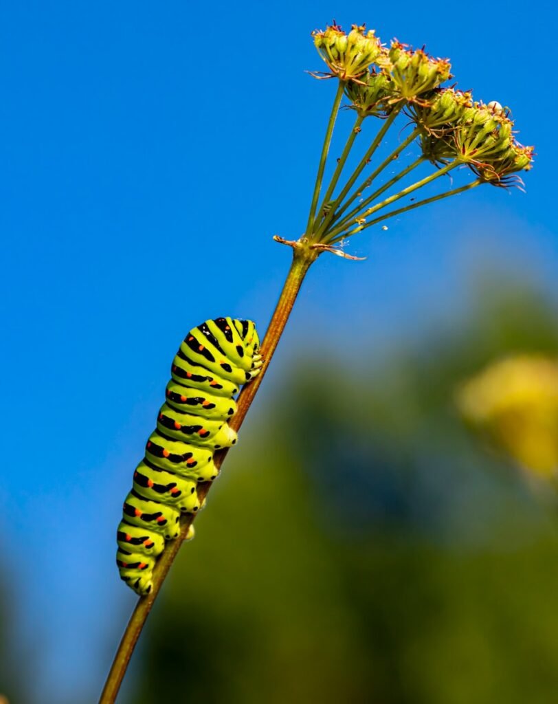 yellow and black caterpillar on brown stem What does caterpillar symbolize in the Bible?