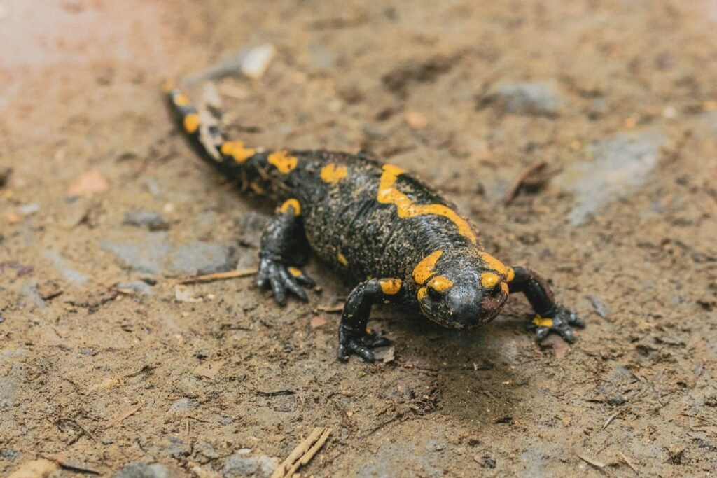 What does salamander symbolize in the Bible?