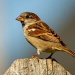 What does sparrow symbolize in the Bible?