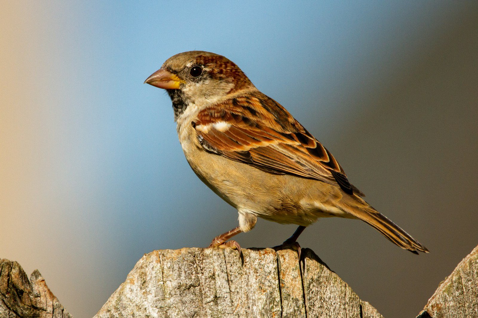 What does sparrow symbolize in the Bible?