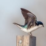 What does swallow symbolize in the Bible?