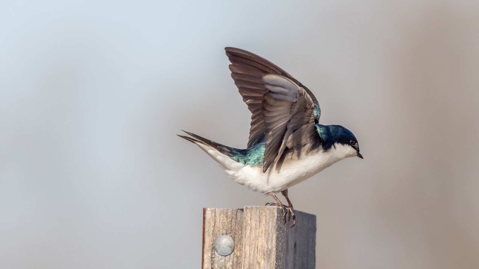 What does swallow symbolize in the Bible?