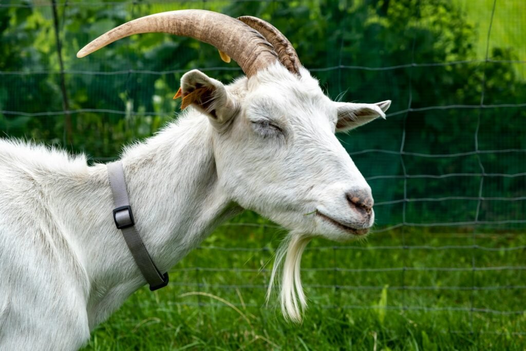 What does goat symbolize in the Bible?