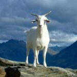 white cow on green grass field under white clouds and blue sky during daytime