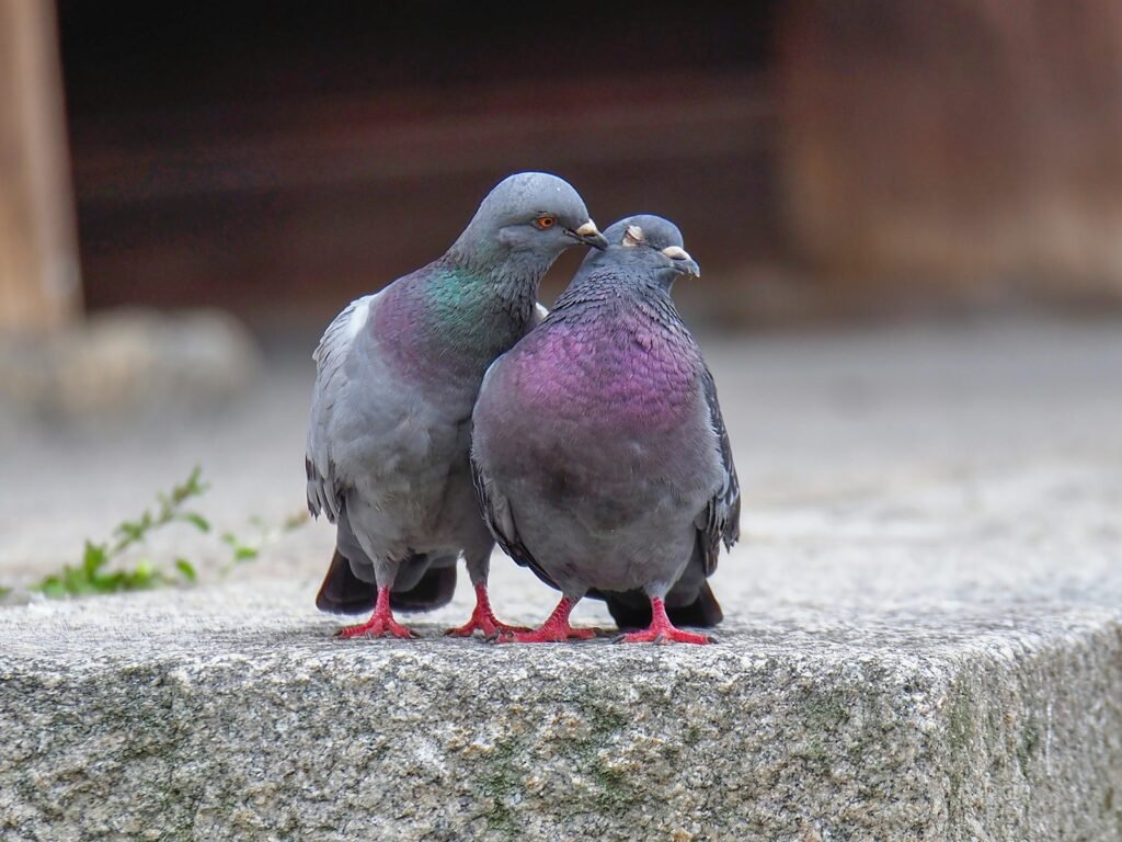 What does pigeon symbolize in the Bible?