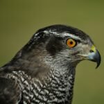 What does falcon symbolize in the Bible?