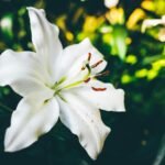 What Does A Lily Symbolize In The Bible?