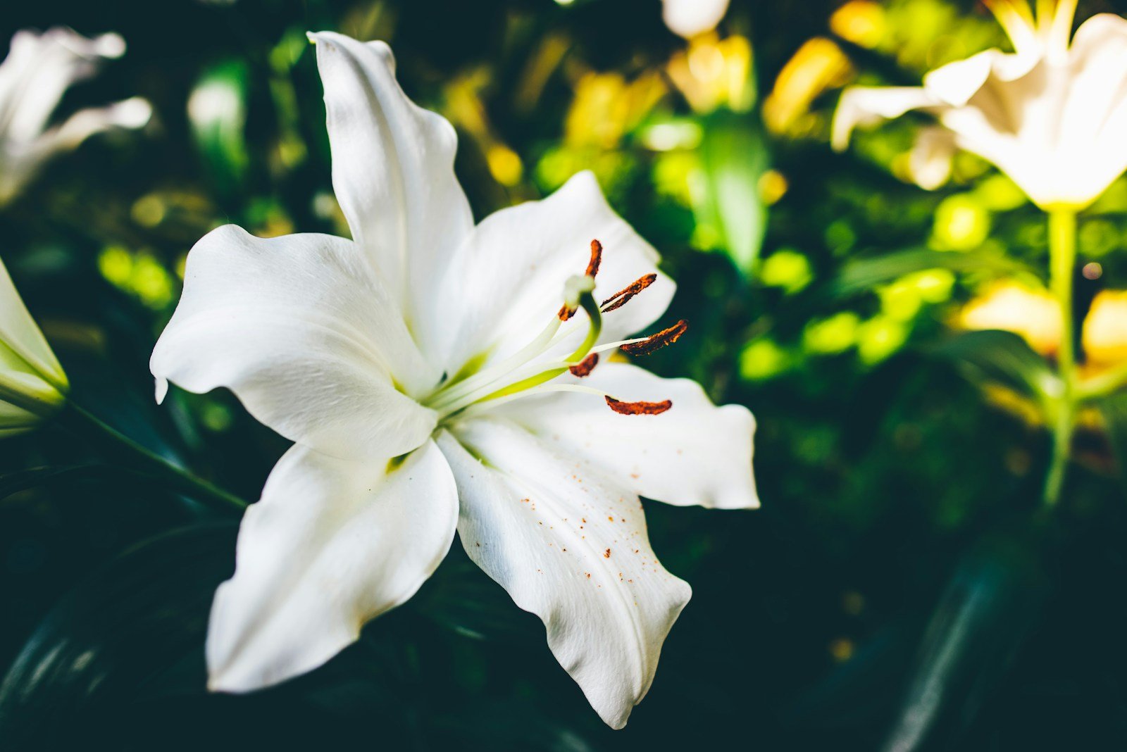 What Does A Lily Symbolize In The Bible?