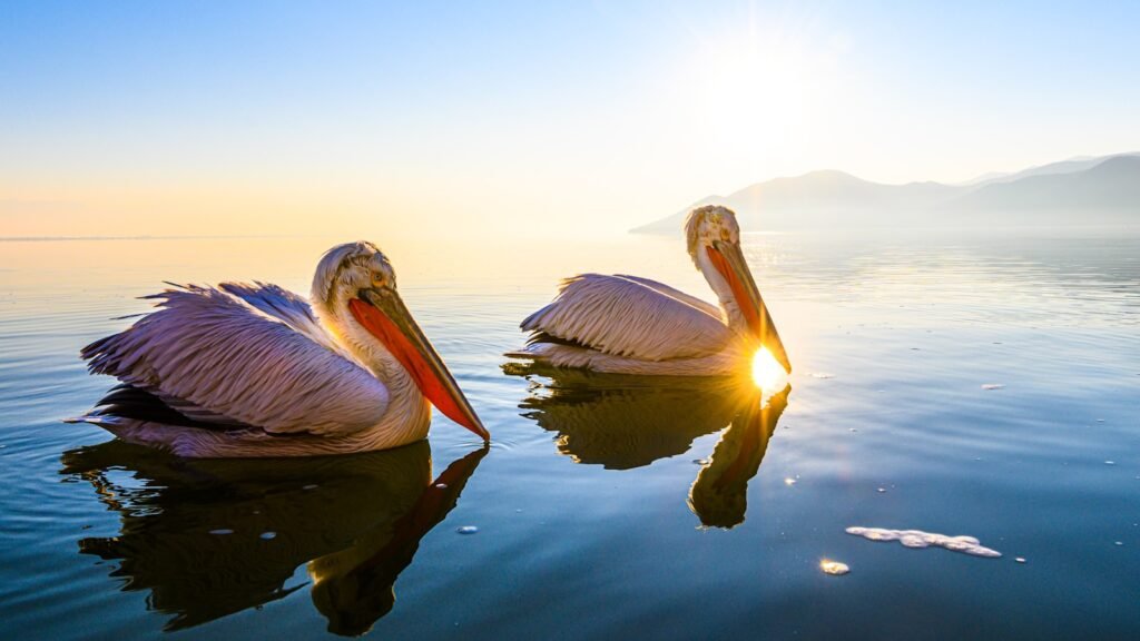 What does pelican symbolize in the Bible?