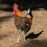 What Does A Rooster Symbolize In The Bible?