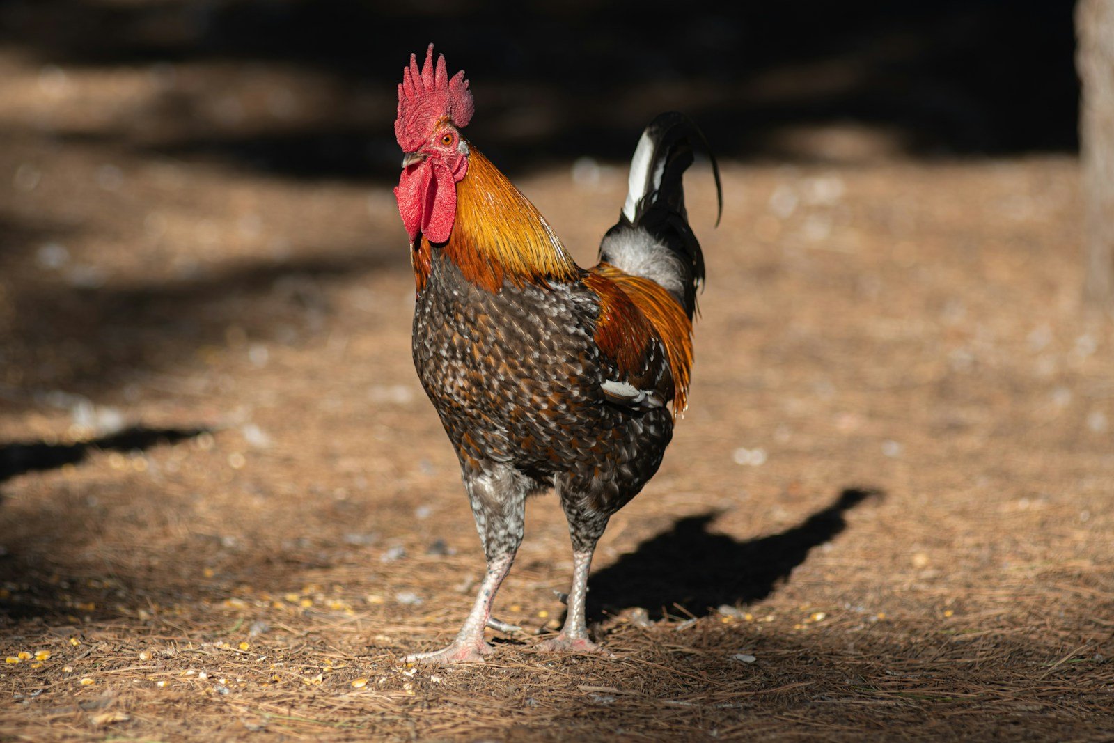 What Does A Rooster Symbolize In The Bible?