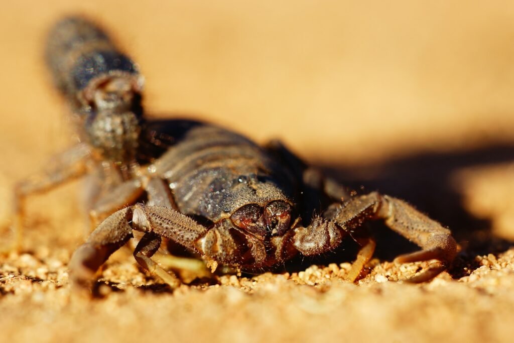 What Does A Scorpion Symbolize In The Bible?