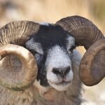 What Does A Ram Symbolize In The Bible?