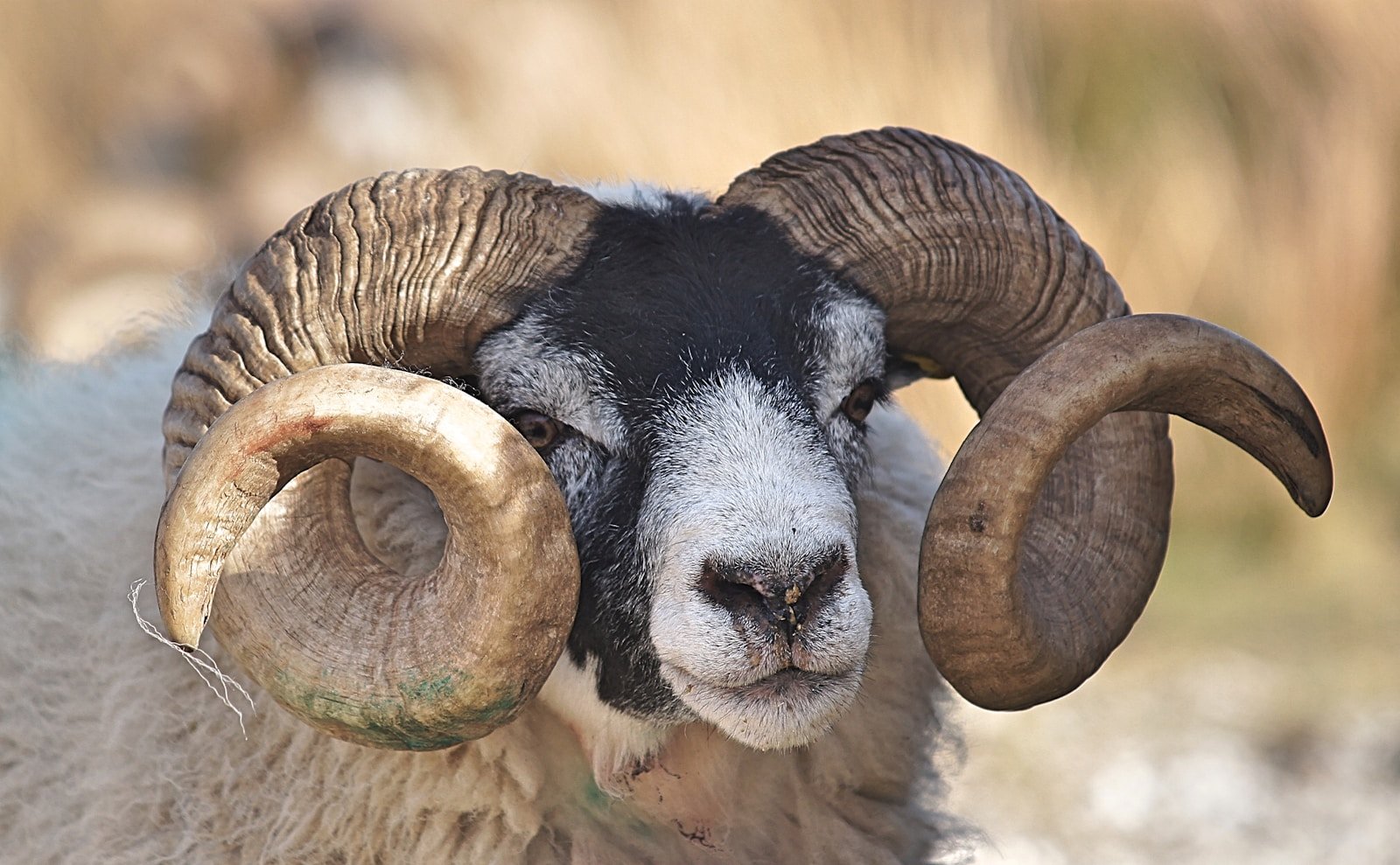 What Does A Ram Symbolize In The Bible?