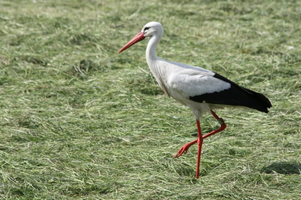 What does stork symbolize in the Bible?