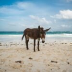 What Does A Donkey Symbolize In The Bible?