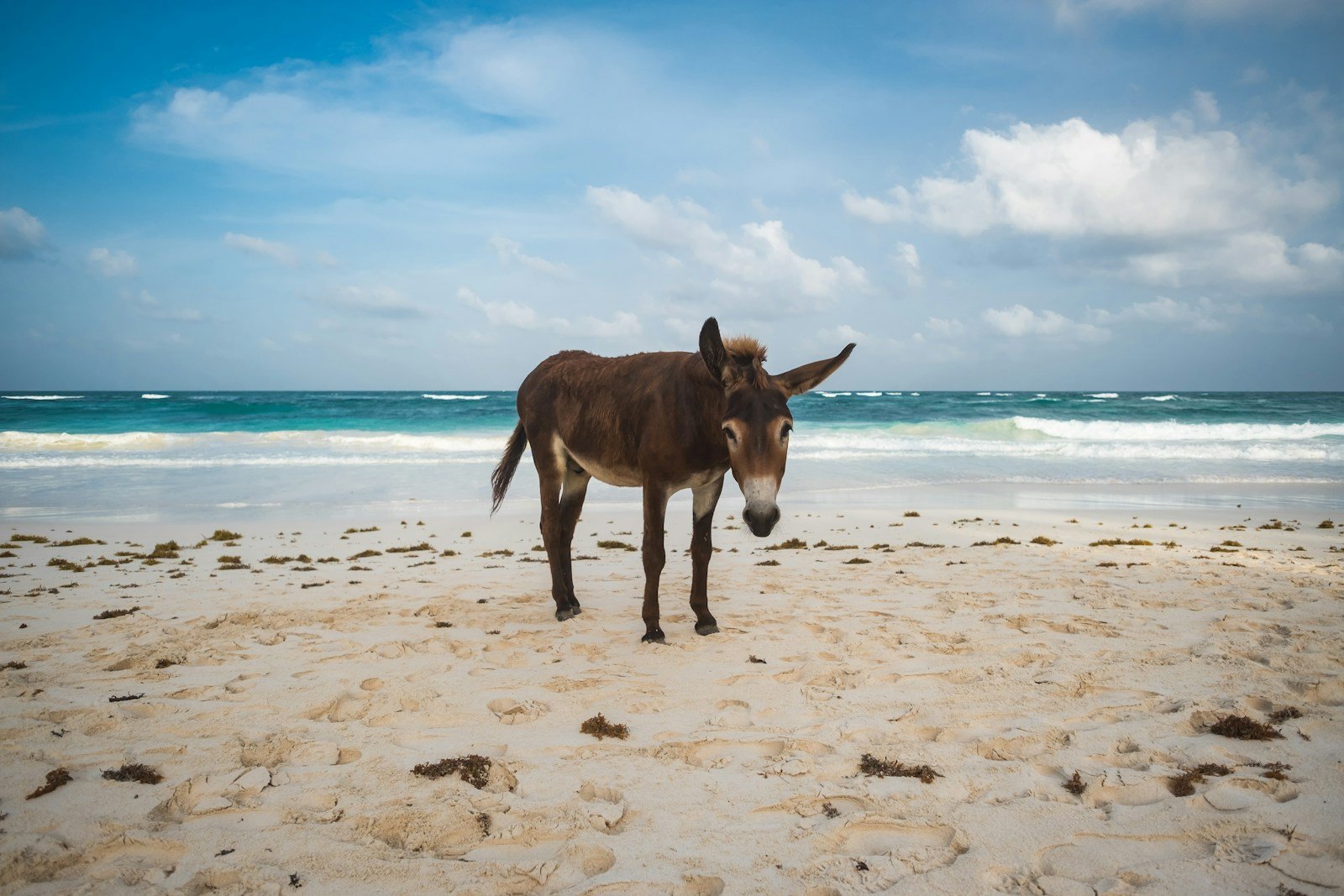 What Does A Donkey Symbolize In The Bible?