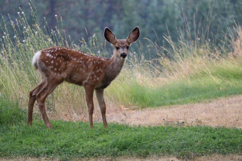 What Does A Deer Symbolize In The Bible?