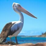 What does pelican symbolize in the Bible?