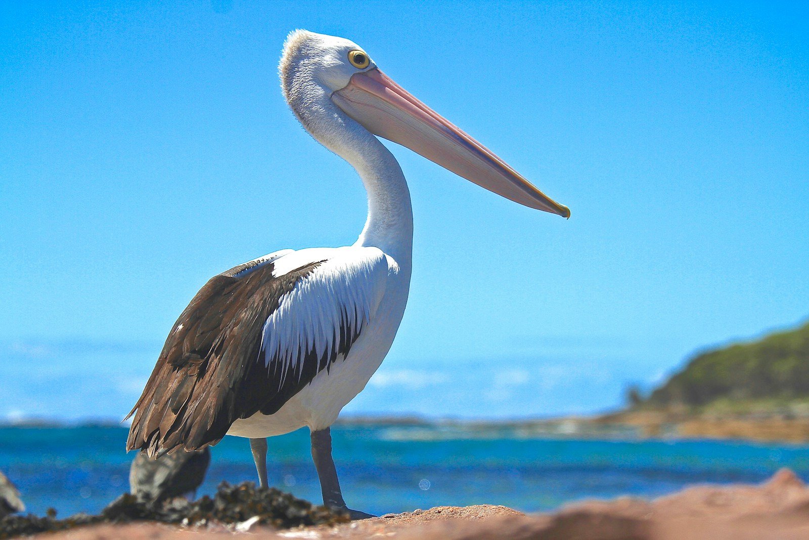 What does pelican symbolize in the Bible?