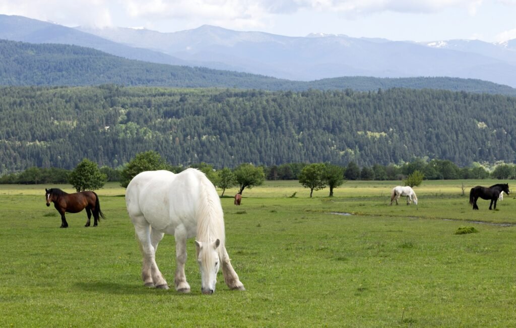 What Does A White Horse Symbolize In The Bible?