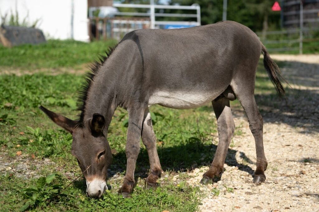 What Does A Donkey Symbolize In The Bible?