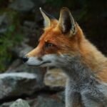 What Does A Fox Symbolize In The Bible?